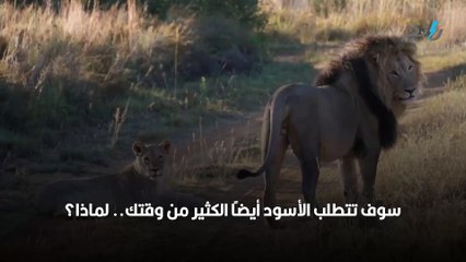 تربية الحيوانات المفترسة.. هل يمكنك ترويض الأسود؟
