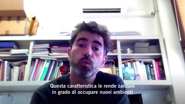 La zanzara che resiste al freddo si diffonde nel Nord Italia: cosa sappiamo finora