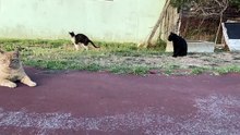 Cat relaxing on the road #petstv