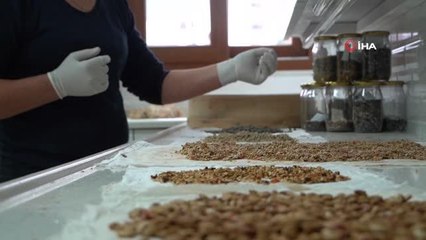 Atakum Belediyesi'nden üreticiye ata tohum desteği