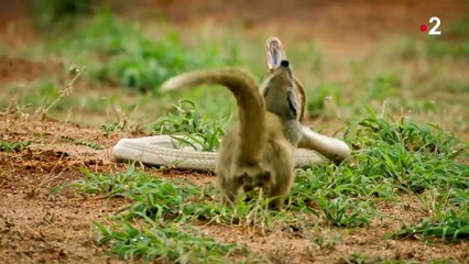 [TEASER] Kalahari, l’autre loi de la jungle : acte 1 - 09/11/2021