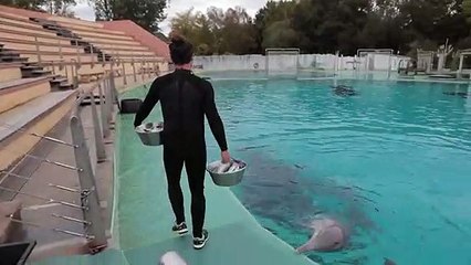 VRAI ou FAKE. Les dauphins en captivité sont-ils malheureux ?