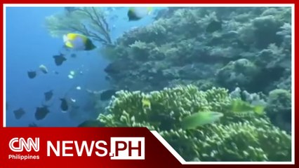 Squid game: Mga banta at hamon sa yamang-dagat