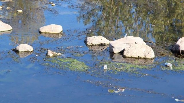 Su seviyesi azalan Dicle Nehri’nde ölü balıklar kıyıya vurdu