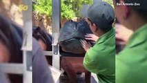 Wild Artwork! Hippos at Texas Zoo Channel Their Inner Bob Ross To Create Works of Art!