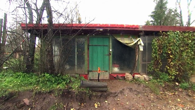 Encuentran un rey de las ratas vivo en Estonia