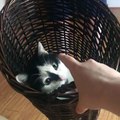 Cat Loves Swinging in Laundry Basket