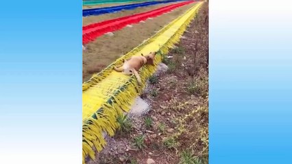 Top Funny Cat Videos Of The Weekly - Try Not To Laugh 108