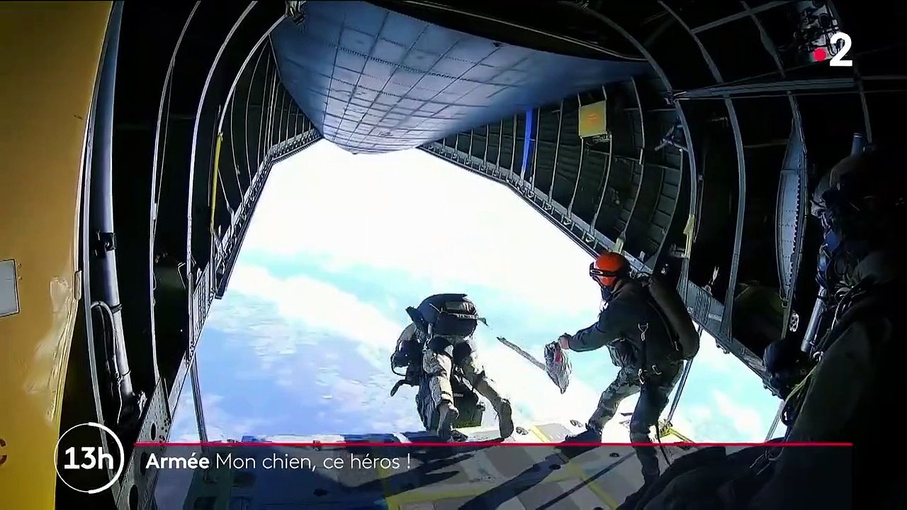 Armée : les chiens soldats, véritables héros