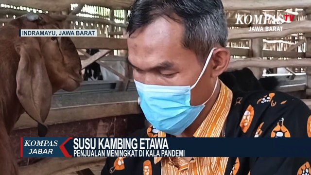Permintaan Susu Kambing Etawa Meningkat