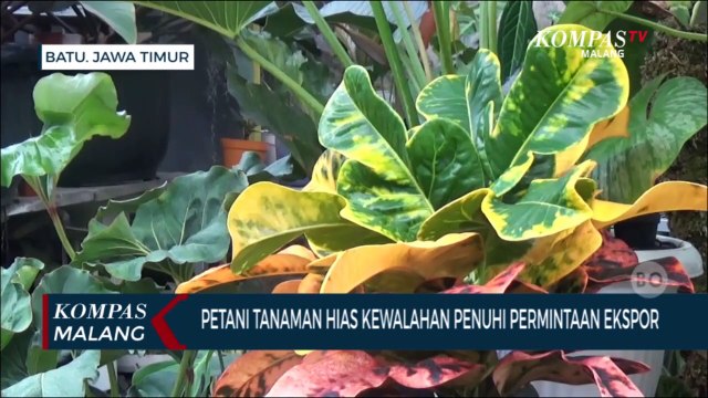 Petani Tanaman Hias di Kota Batu Kewalahan Penuhi Permintaan Ekspor