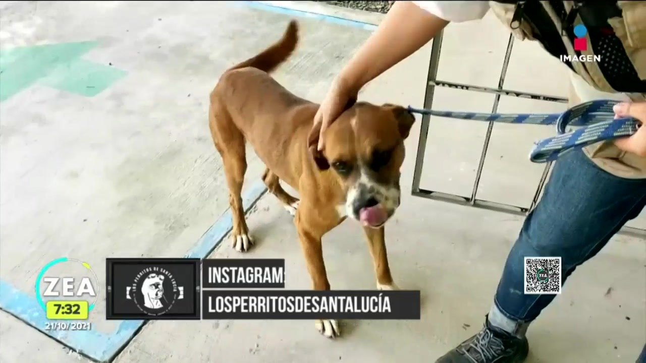 Ejército habilita refugio para perritos callejeros en Santa Lucía