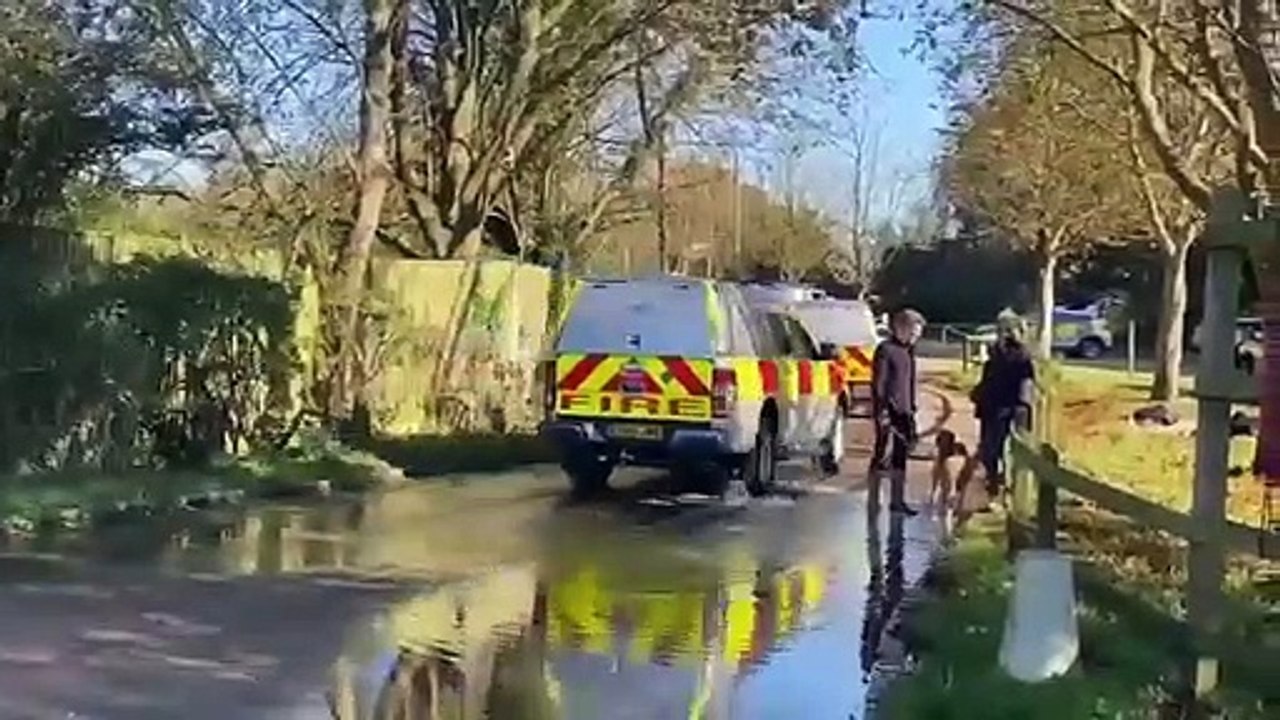 Sheep stranded near Hailsham