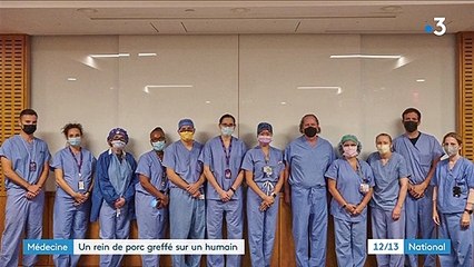 Médecine : un rein de porc greffé sur un humain