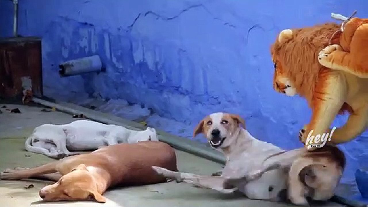 Wow!!! Fake Lion Prank Dogs Biting & So Funny Just For Laughs Troll Prank Try Not To Laugh_360P