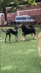 2 chiens, 1 balle et un profiteur... Regardez jusqu'à la fin