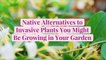 10 Native Alternatives to Invasive Plants You Might Be Growing in Your Garden