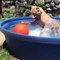 AWESOME PITBULL'S Videos - World's Best PitBull - Funny and Cute American Bulldog Compilation