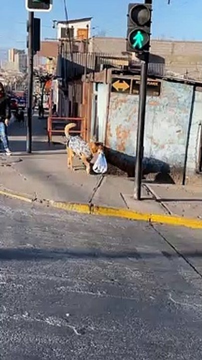 Perrito repartidor