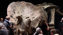 Subastado el esqueleto de un gran triceratops por 6,65 millones de euros