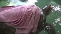 Tedavileri tamamlanan deniz kaplumbağaları denize bırakıldı