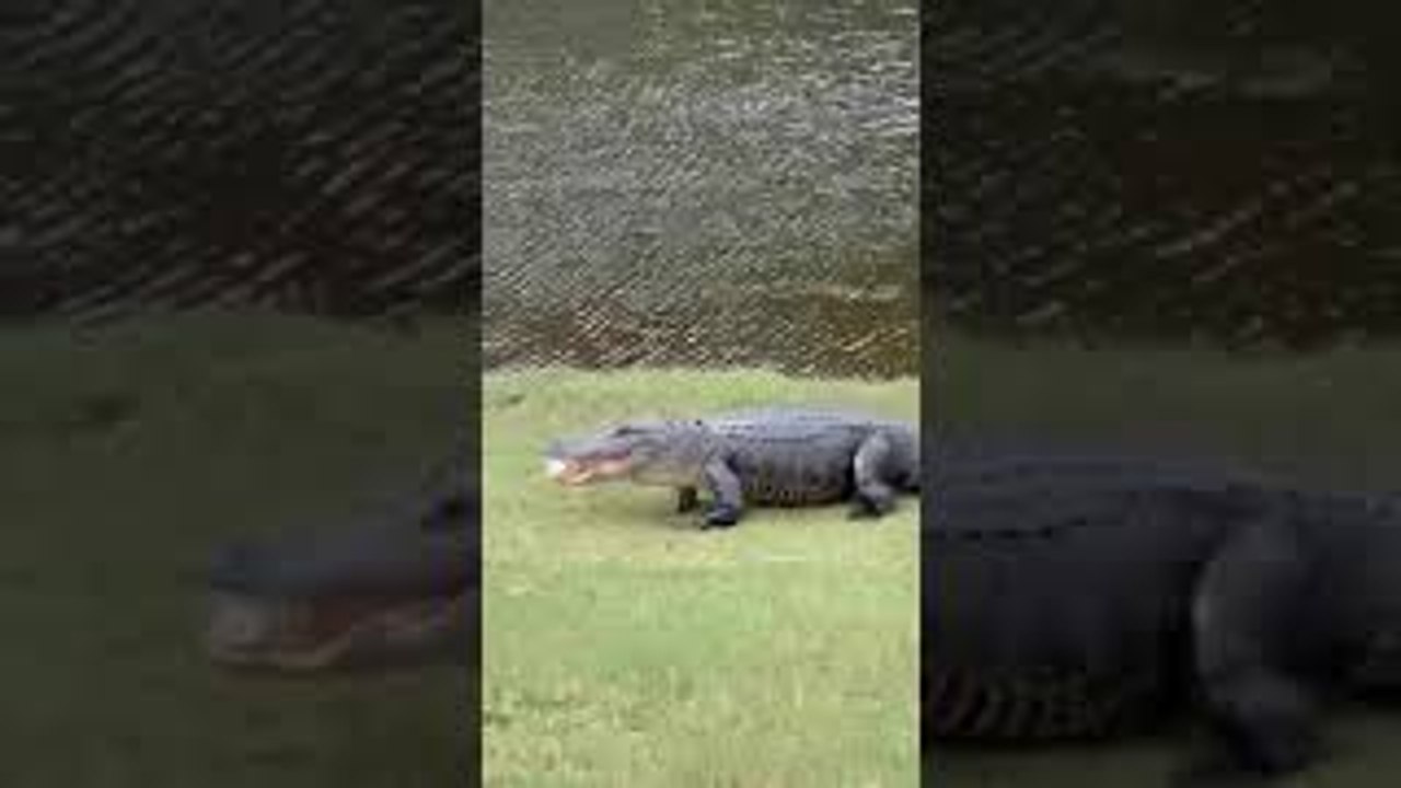 Alligator Takes off with Golf Ball