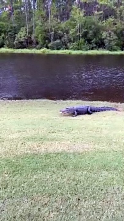 Alligator Takes off with Golf Ball