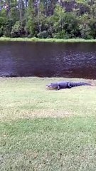 Alligator Takes off with Golf Ball