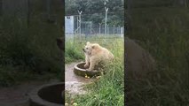 Rare Shan Bear Splashes Water at Rehabilitation Enclosure