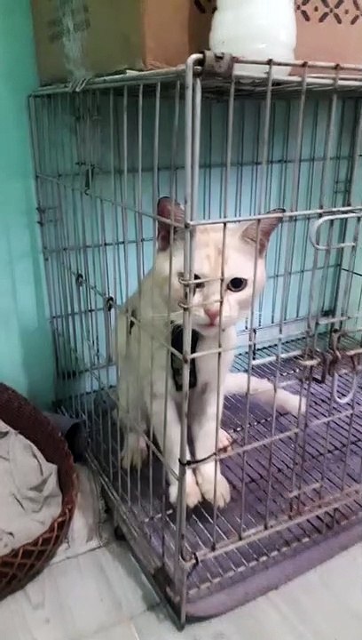 Kucing lahiran 3 ekor seneng liatnya tapi kasihan