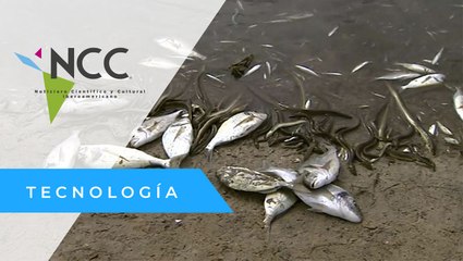 Millones de peces mueren por falta de oxígeno en el Mar Menor español