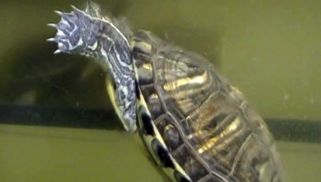 【Lamu chan】3588【ラムちゃん】