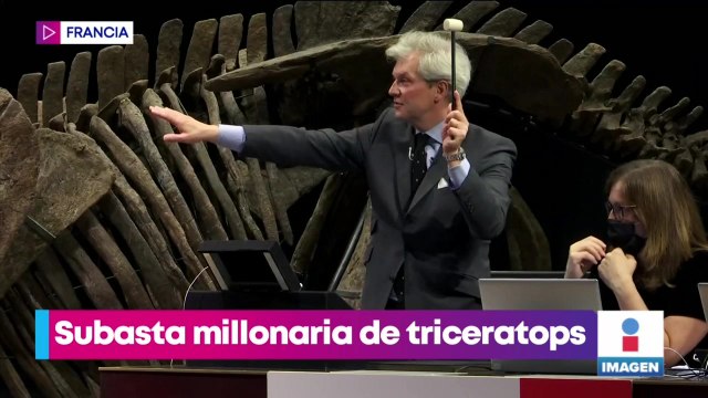 Subastan los restos fósiles del triceratops más grande del mundo