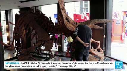 El mayor esqueleto de tricerátops fue subastado por $7,75 millones de dólares