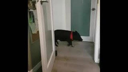 Bean the Pig as a Baby Playing Peek-a-Boo