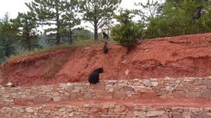 Bear-Proof Bins Thwart Bears
