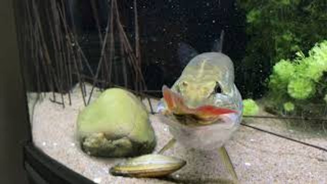 Pike Attacks Other Fish and Swallows It Whole