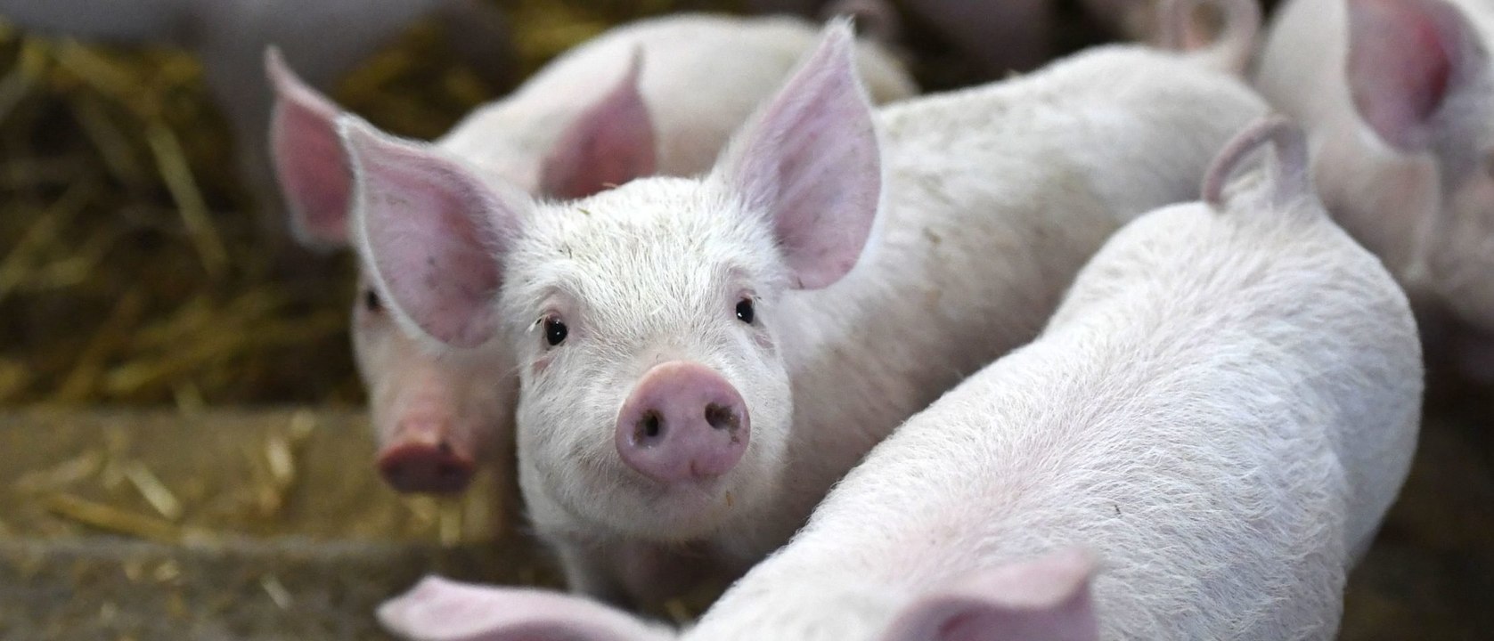 US Surgeons Successfully Transplant a Pig Kidney Into a Human