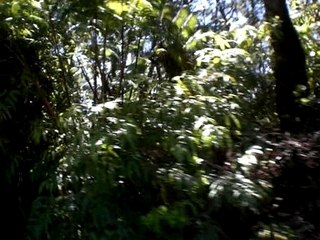 Jurassic park ^^ ( Hawaii Volcanos national park )