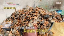 [INCIDENT] Thousands of red crab carcasses abandoned in Pohang?!, 생방송 오늘 아침 211022