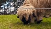 Swiss black nose Valais sheep finally arrive in Australia