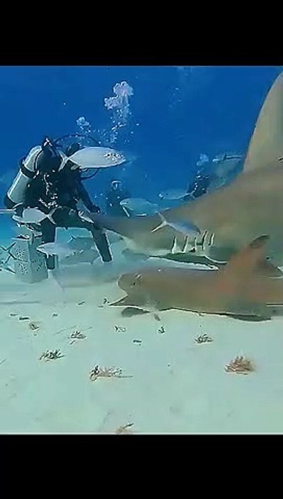  #ocean #whale #dolphin #shark #fish #shorts #fyp #foryou #viral #subscribe #trending #foryoupage