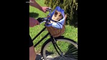Baby Pets - Cute and Funny Pets Videos Compilation #7