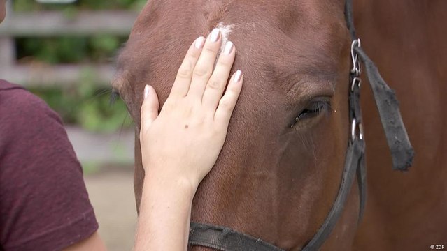 Britain: New jobs for old horse breeds