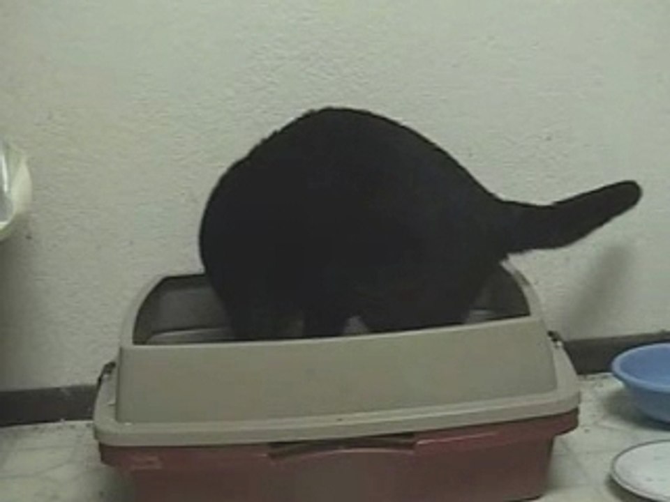 Loud Kitty