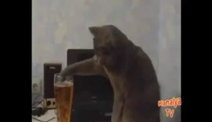 Animales borrachos videos graciosos