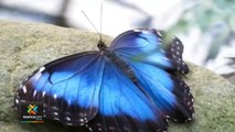 Costa Rica pronto podría tener un nuevo símbolo patrio: la mariposa morpho