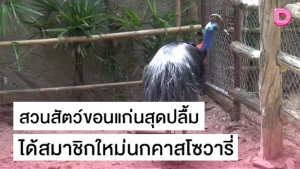 สวนสัตว์ขอนแก่นสุดปลื้ม ได้สมาชิกใหม่นกคาสโซวารี่ | ชนคลิปข่าว 22/10/64 เดลินิวส์