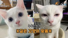 같은 고양이 맞아? 자고 일어났을 뿐인데 낯설어진 야옹이