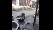 Viral Video: होटल के बाहर इंसानों की तरह बंदर ने धुले बर्तन, काम खत्म करने के बाद खाया खाना